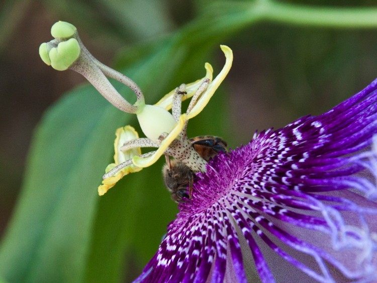 bird_of_paradise_bee.jpg