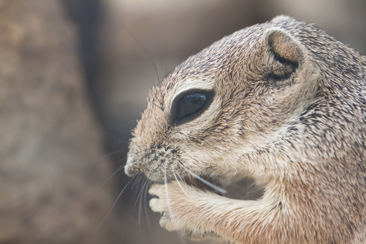 harris_antelope_squirrel.jpg