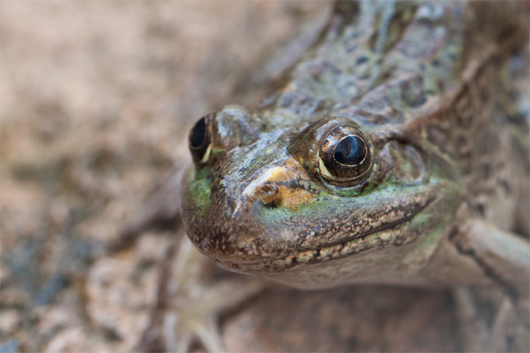 leopard_frog.jpg