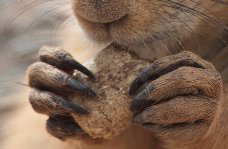 prairie_dog_claws.jpg