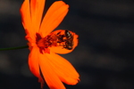Thumbnail of orange_flower_bee.jpg
