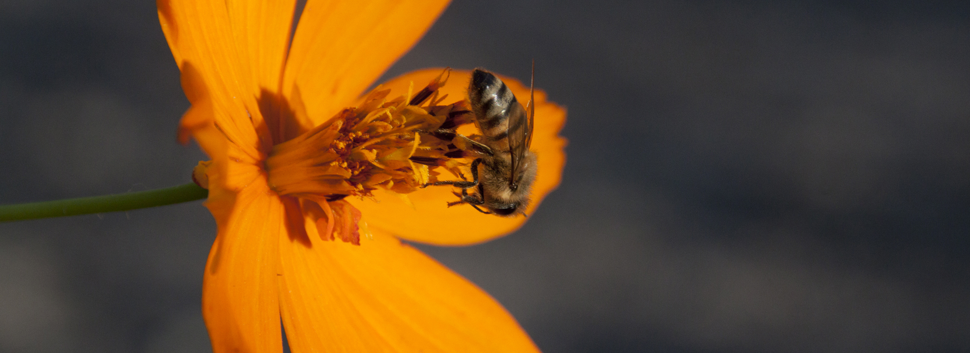 Bee collects pollen from a bright orange flower