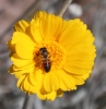 Thumbnail of yellow_flower_bee.jpg