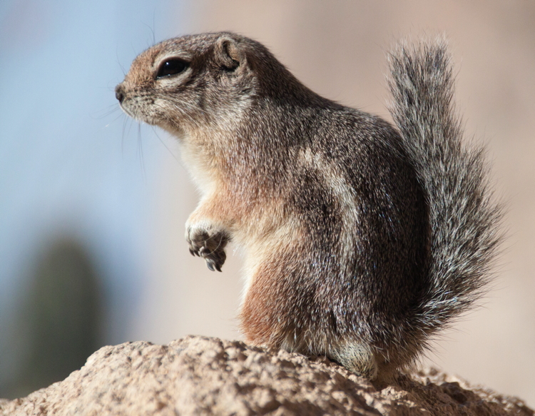 antelope_squirrel.jpg