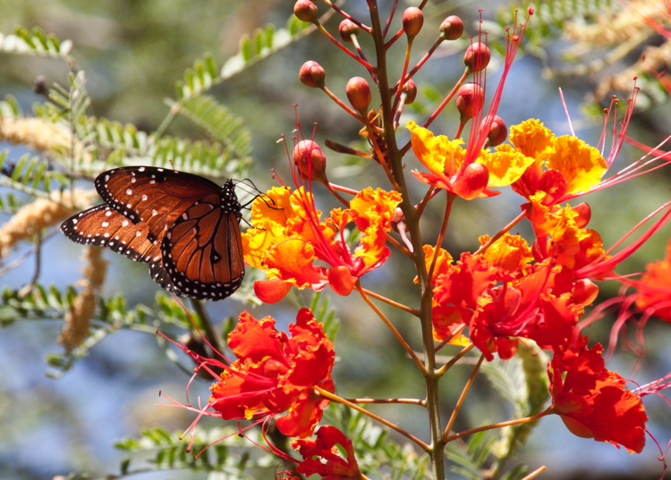 butterfly_orange_flowers.jpg