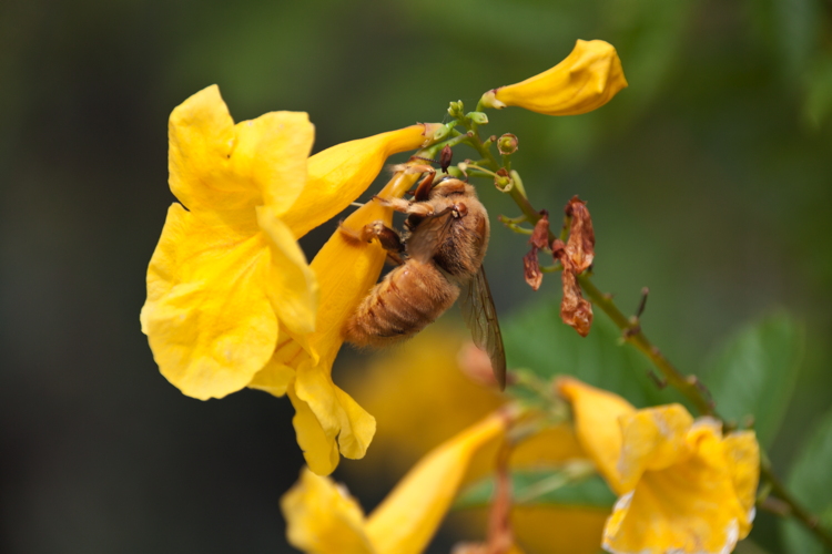 carpenter_bee.jpg