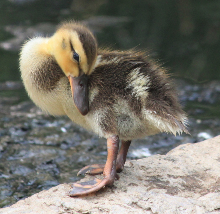 duckling.jpg