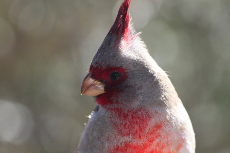 female_cardinal.jpg