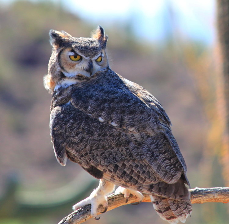 great_horned_owl.jpg