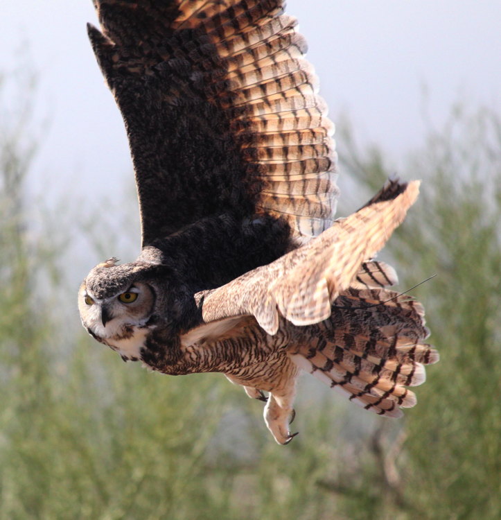 gret_horned_owl_flight.jpg