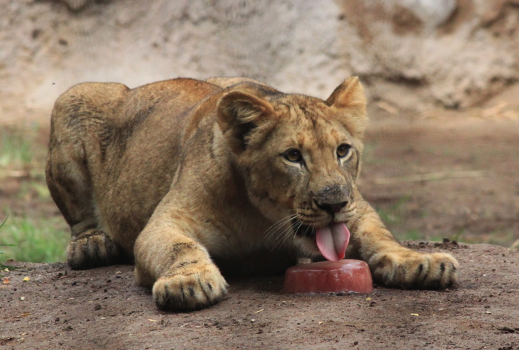 lion_cub_meatsicle.jpg