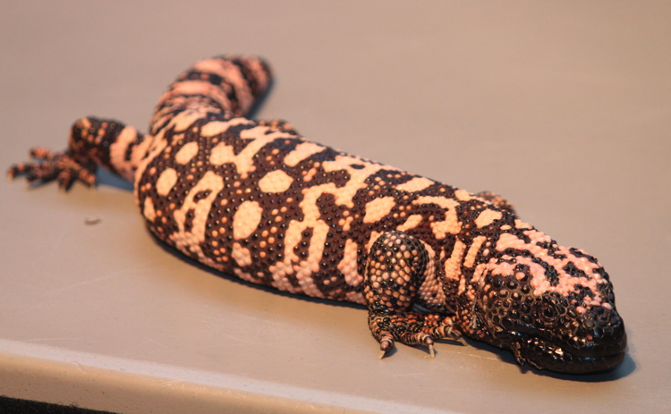 lotl_gila_monster.jpg