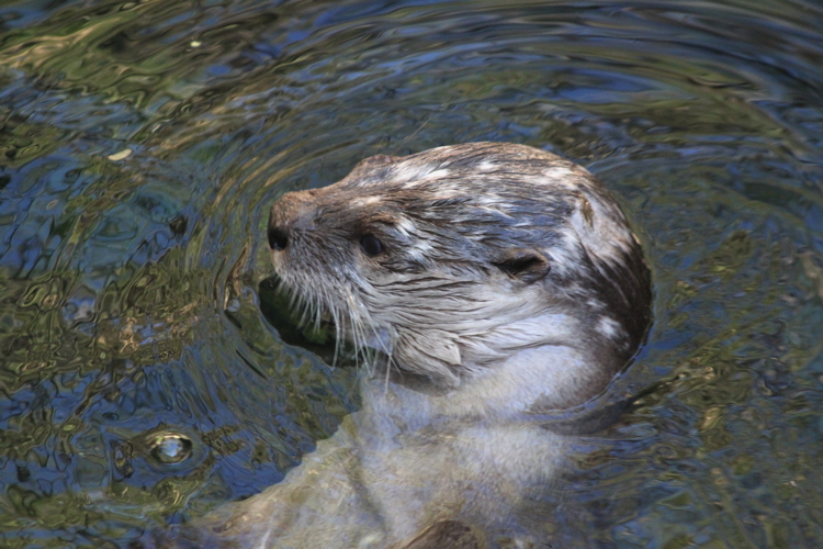 otter_head.jpg