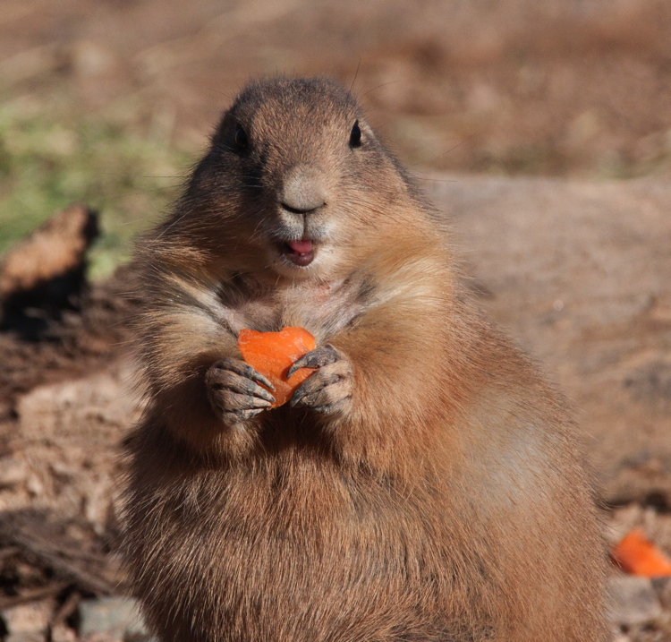 prairie_dog_carrot.jpg