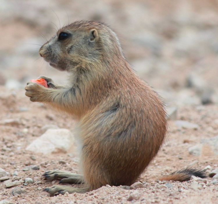 prairie_dog_pup.jpg