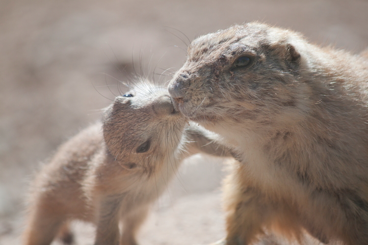 prairie_dog_pup_and_mom.jpg