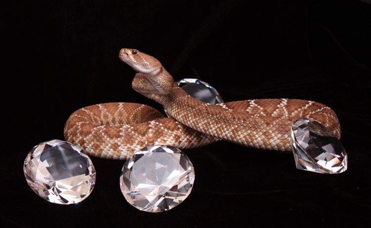 rattlesnake_diamonds.jpg