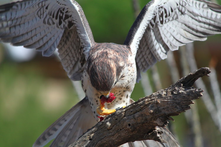 rff_eating_meat.jpg