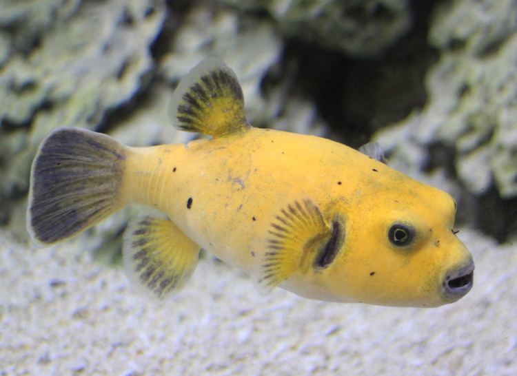 yellow_puffer.jpg